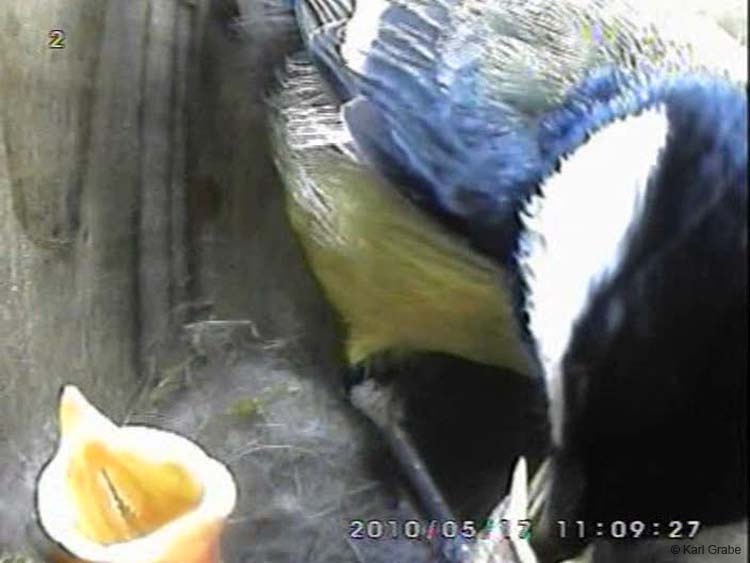Gr8Tit-2010-05-17-11h57m04s127