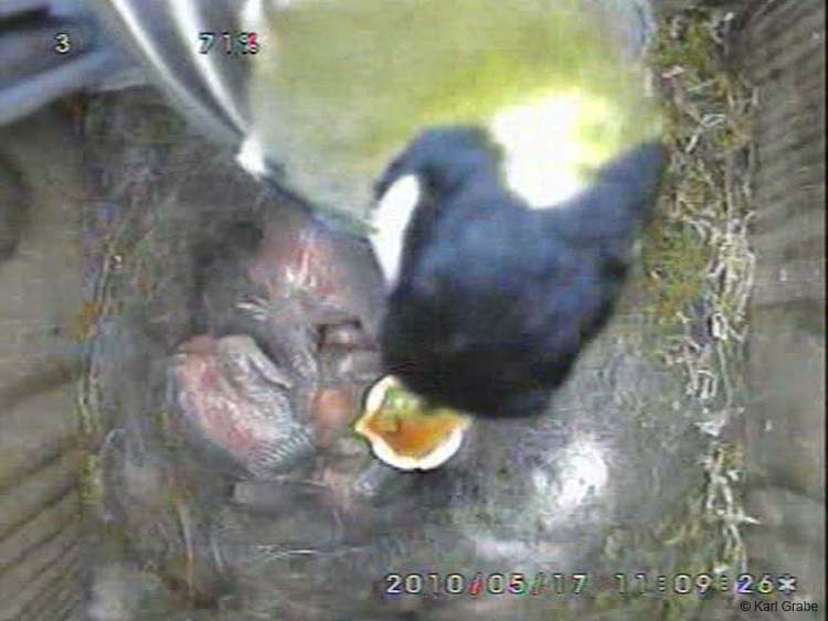 Gr8Tit-2010-05-17-11h57m38s239