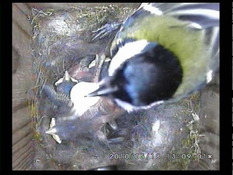 Gr8Tit-2010-05-18-22h33m51s86