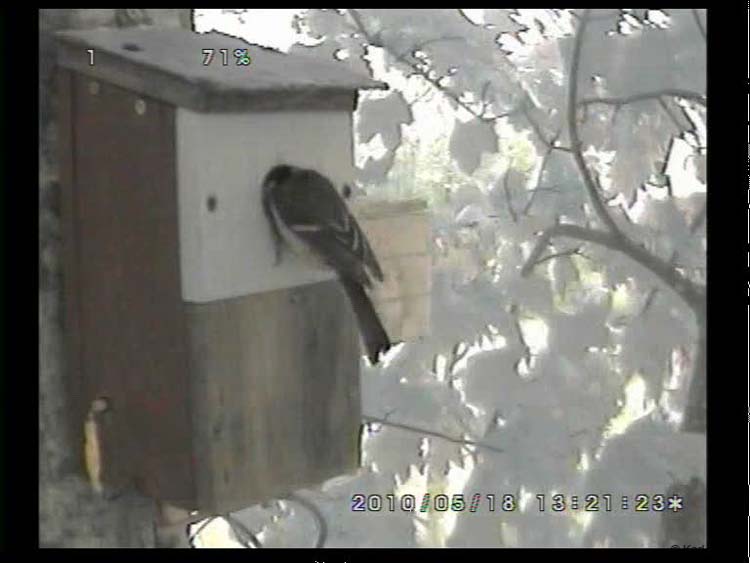 Gr8Tit-2010-05-18-22h35m03s41