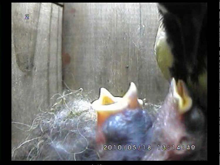 Gr8Tit-2010-05-18-23h00m34s242