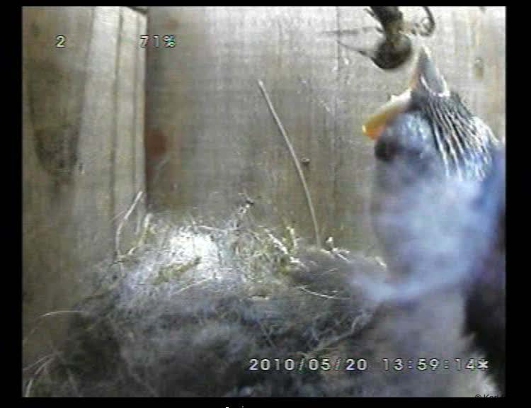 Gr8Tit-2010-05-20-23h05m02s9