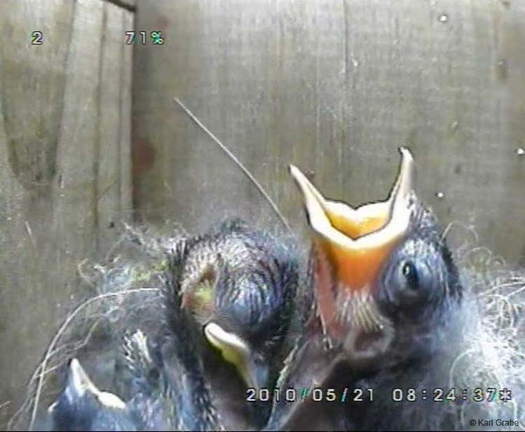 Gr8Tit-2010-05-21-21h49m45s63