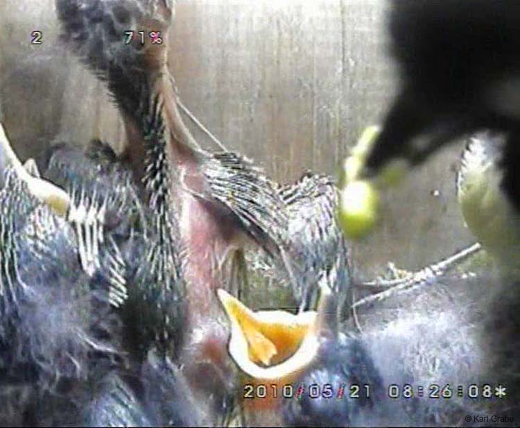 Gr8Tit-2010-05-21-21h51m05s111