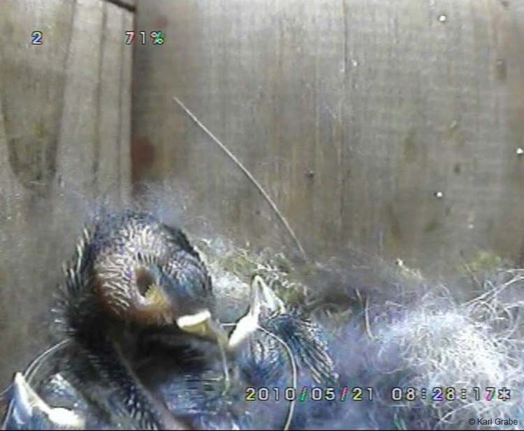 Gr8Tit-2010-05-21-21h52m19s85