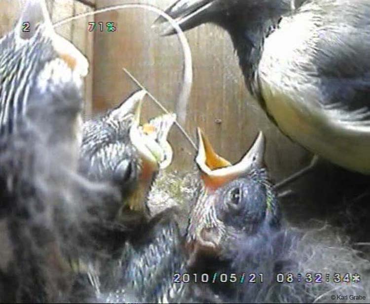 Gr8Tit-2010-05-21-21h53m38s57
