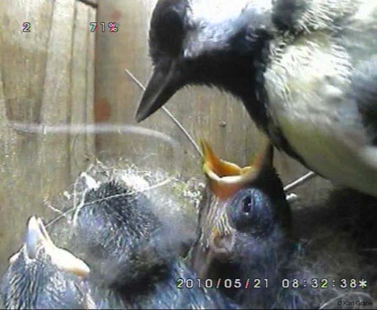 Gr8Tit-2010-05-21-21h56m01s238