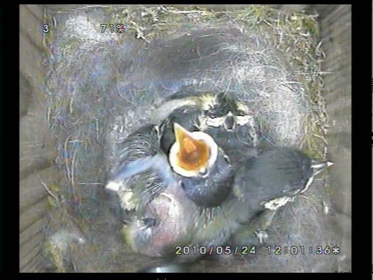 Gr8Tit-2010-05-24-22h30m49s253