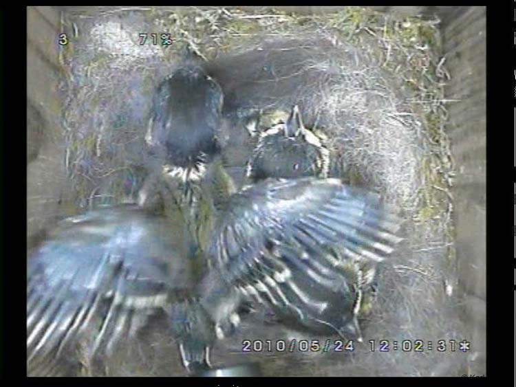 Gr8Tit-2010-05-24-22h32m07s48