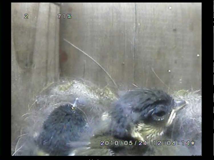 Gr8Tit-2010-05-24-22h33m08s152