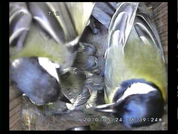 Gr8Tit-2010-05-24-22h34m53s158