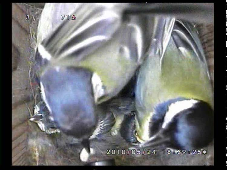 Gr8Tit-2010-05-24-22h34m58s223