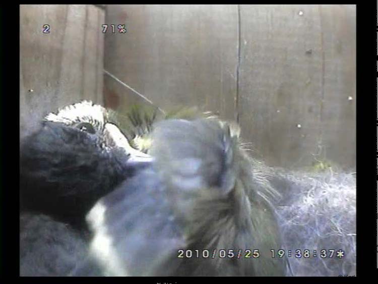 Gr8Tit-2010-05-25-22h02m34s253