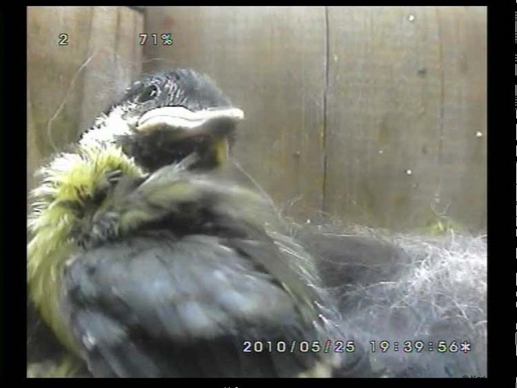 Gr8Tit-2010-05-25-22h07m05s166