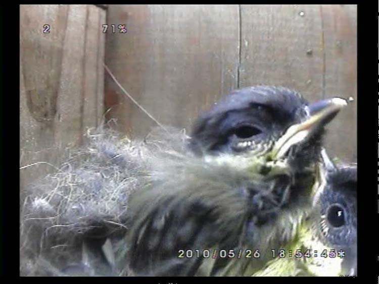 Gr8Tit-2010-05-26-23h47m30s58