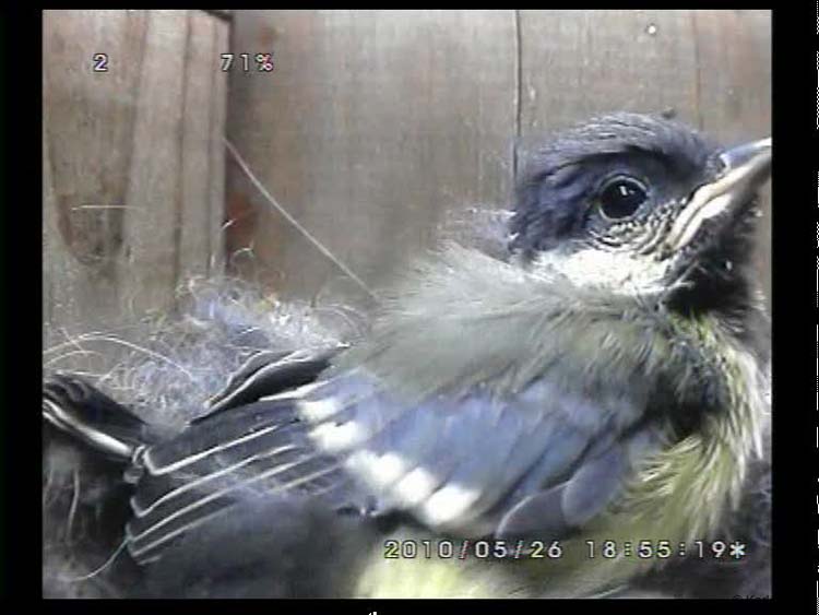 Gr8Tit-2010-05-26-23h48m56s171