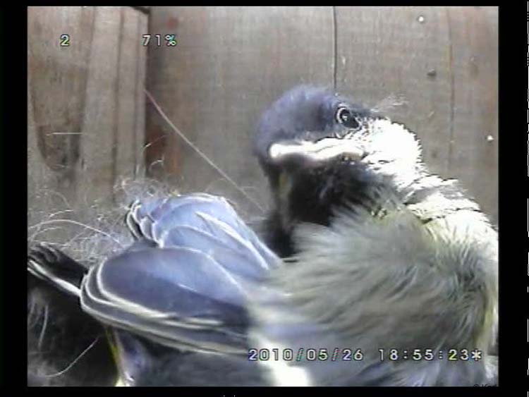 Gr8Tit-2010-05-26-23h49m12s50