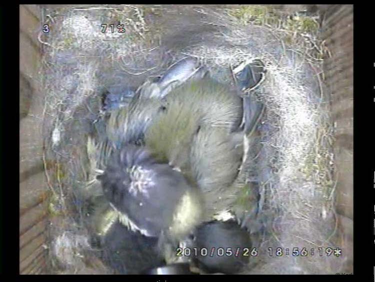Gr8Tit-2010-05-26-23h51m35s205