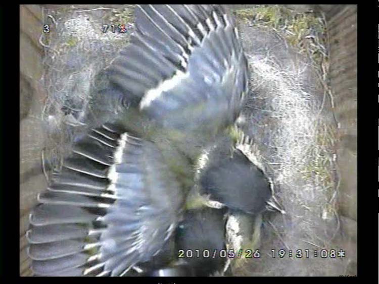 Gr8Tit-2010-05-26-23h52m00s206
