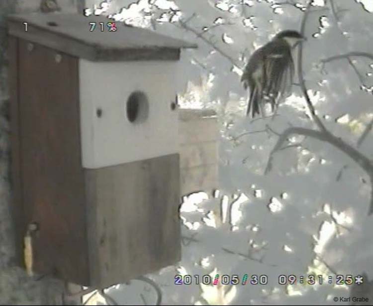 Gr8Tit-2010-05-30-10h46m36s217