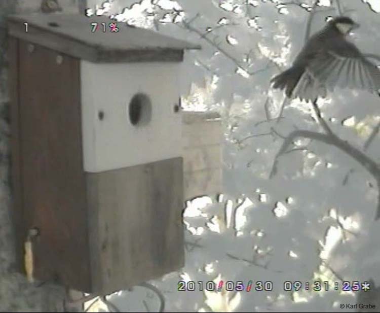 Gr8Tit-2010-05-30-10h47m01s204