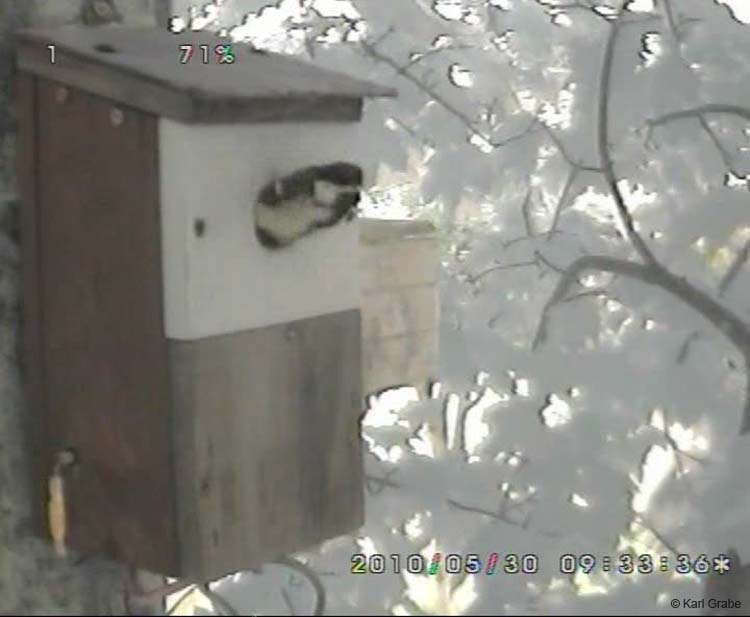 Gr8Tit-2010-05-30-10h54m42s194