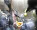 Gr8Tit-2010-05-21-21h51m05s111
