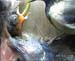 Gr8Tit-2010-05-21-21h53m05s11