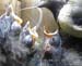 Gr8Tit-2010-05-21-21h53m55s1