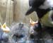 Gr8Tit-2010-05-21-21h55m22s53
