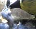 Gr8Tit-2010-05-21-21h57m36s75