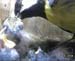 Gr8Tit-2010-05-21-21h57m50s23