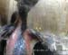 Gr8Tit-2010-05-21-21h59m02s242