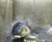 Gr8Tit-2010-05-24-01h12m51s189