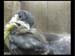 Gr8Tit-2010-05-25-22h07m14s237