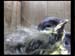 Gr8Tit-2010-05-26-23h47m30s58