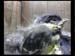 Gr8Tit-2010-05-26-23h47m51s16